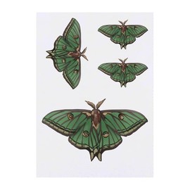 Azeeda 4 x 'Luna-Motte' Temporäre Tattoos - Wasserfest, Hautfreundlich & Ungiftig · Transfers in Verschiedenen Größen (TO00080710)