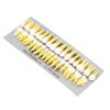 1:1 Scale Permanent Tooth Model 32pcs Dual Colors Permanent Resin