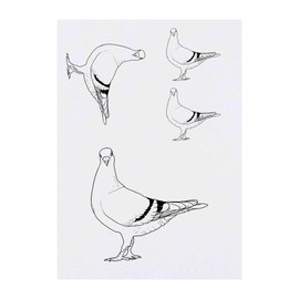 Azeeda 4 x 'Renntaube' Temporäre Tattoos - Wasserfest, Hautfreundlich & Ungiftig · Transfers in Verschiedenen Größen (TO00040935)