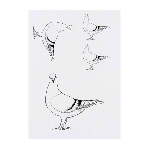 Azeeda 4 x 'Renntaube' Temporäre Tattoos - Wasserfest, Hautfreundlich &