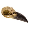 Corvus Alchemica Raven Skull by Alchemy