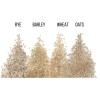 CZ Grain 1 Pound Cat Grass Seeds for Growing |