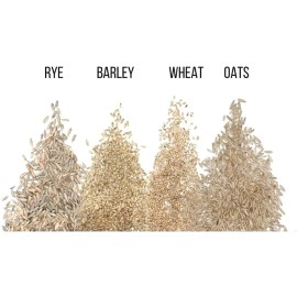 CZ Grain 1 Pound Cat Grass Seeds for Growing | 4 Way Blend, Rye, Wheat, Oats and Barley