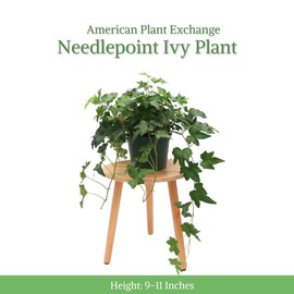 American Plant Exchange English Ivy 'Needlepoint' – 6-Inch Pot, Live Trailing Vine, Low-Maintenance Air-Purifying Houseplant for Hanging Baskets, Shelves & Indoor Home or Office Décor