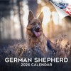 2025 2026 German Shepherd Calendar - Dog Breed Monthly Wall