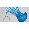 SeaKisses Jellyfish A4 SeaLife Print Unframed