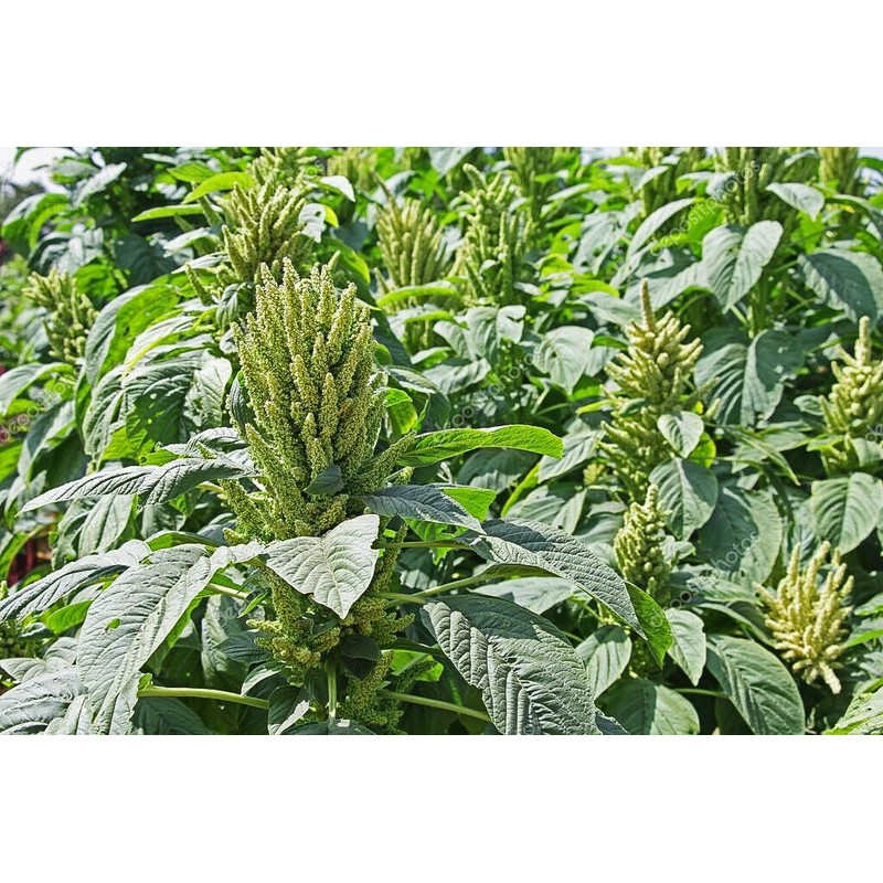 Inherited Seeds HEIRLOOM Survival Kit 3000+ seeds 18 Varieties Pack