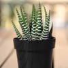 Altman Plants, Assorted Succulents Plants Live Houseplants (12PK), Succulent Plants