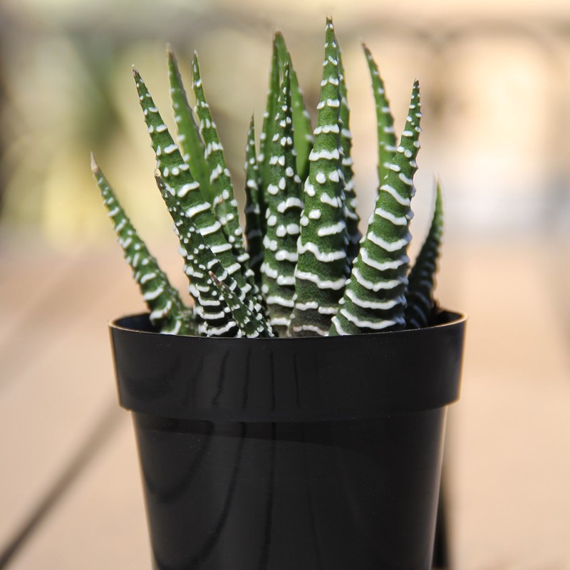Altman Plants, Assorted Succulents Plants Live Houseplants (12PK), Succulent Plants
