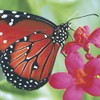 20 Napkins Butterfly in Nature Animals Spring Easter Table Decoration
