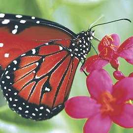 20 Napkins Butterfly in Nature Animals Spring Easter Table Decoration 33 x 33 cm