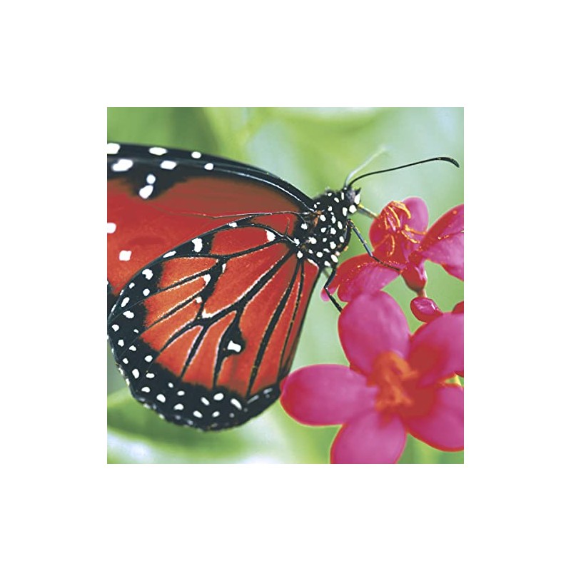 20 Napkins Butterfly in Nature Animals Spring Easter Table Decoration