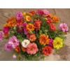 10,000+ Moss Rose Seeds – Heirloom Portulaca Seeds – Easy