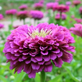 Park Seed Zinnia Flower Plant Seeds, Easy to Grow, Perfect for Spring Garden, Park's Picks Purple, Pack of 50