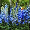 Blue Bell Delphinium Seeds - 250 Seeds