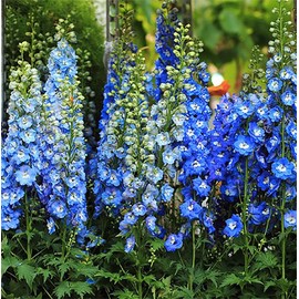 Blue Bell Delphinium Seeds - 250 Seeds