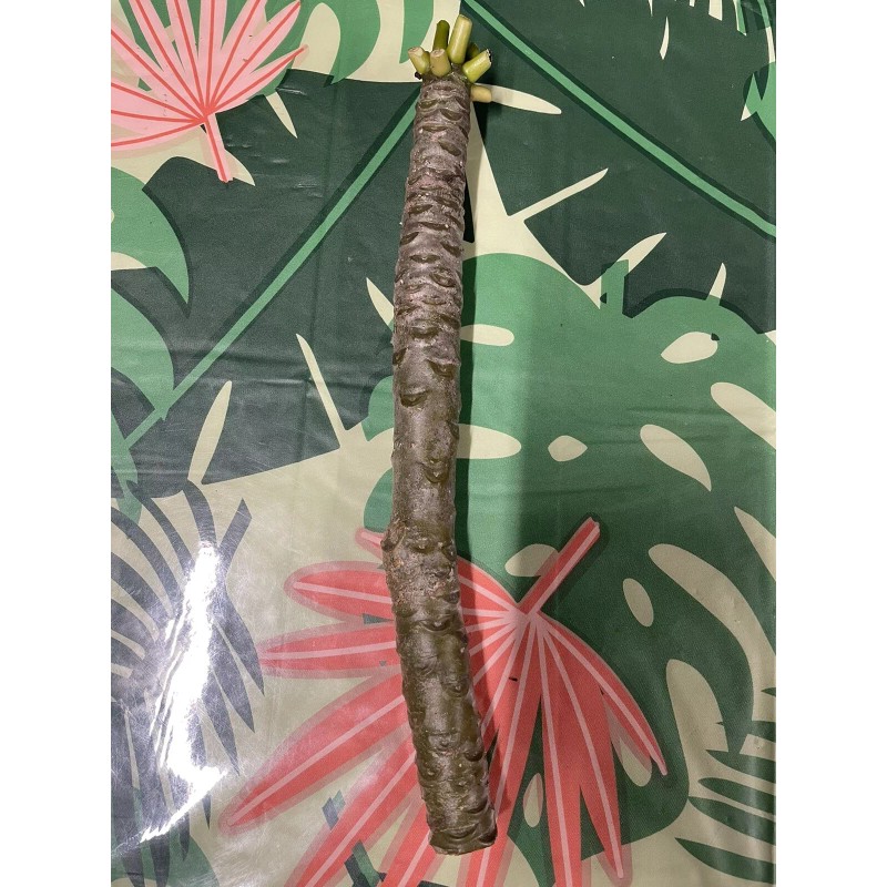 Hawaiian Yellow Plumeria Fresh Starter Cutting Single Head 10inch Unrooted