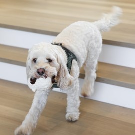 rocket & rex Dog Chew Toy Set for Small to Medium Breeds, Includes a Rope Toy, Rubber Squeaker and Plush Toys with Ball, Reduces Destructive Chewing & Anxiety (Pack of 3)