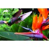Animal Planet - Humming Bird 3D Effect 150 piece puzzle