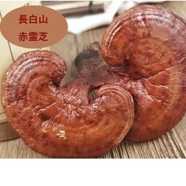 Red Reishi Powder, 3.5 oz (100 g), Reishi Changbaisan Red Reishi Reishi Easy to Take Dry Powder, For Healthy Body Creation, Saluno Kosikake, Reishi Decoction, Tea, Dandelion Honpo