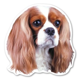 Magnet America Cavalier King Charles Spaniel Dog Magnet is 4.875" x 4.875" Made for Vehicles and Refrigerators