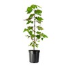 Red Maple Tree | 2 Large Gallon Size Pots |
