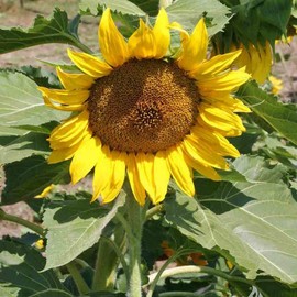 100 Dwarf Sunspot Sunflower Seeds for Planting 5 Grams of Seeds Non GMO and Heirloom harvested in USA for Planting