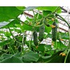 RAISE ME UP: Seeds Self-Pollinated Cucumber Firm Secret F1 for