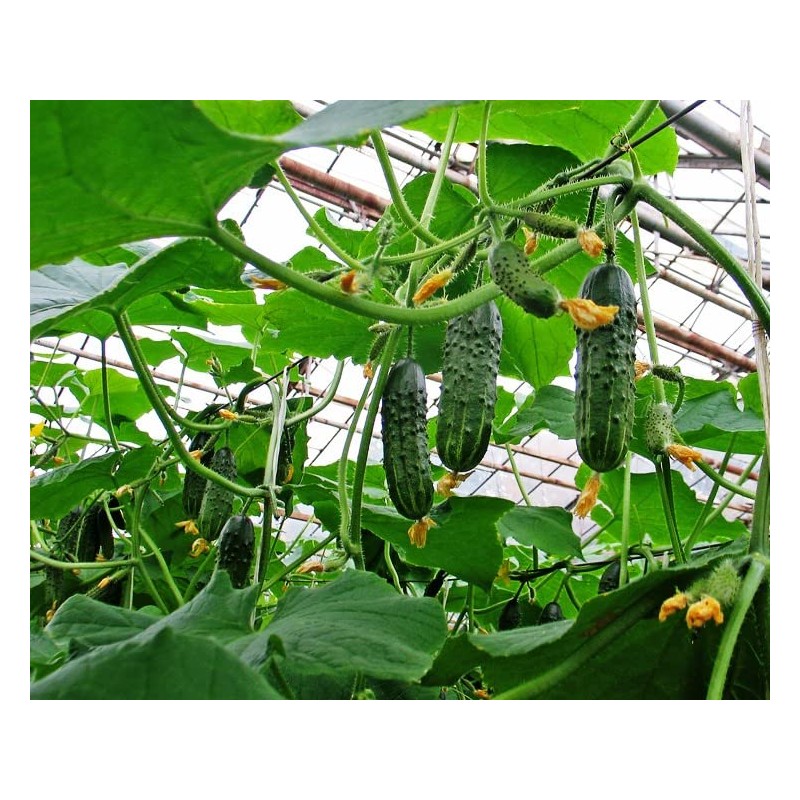 RAISE ME UP: Seeds Self-Pollinated Cucumber Firm Secret F1 for