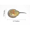 Deshen Du Horseshoe Crab Toy, Arthropods, Quality, Rubber, Educational, Model,