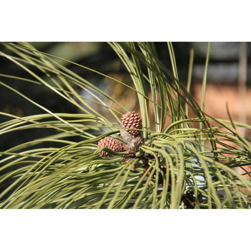 The Jonsteen Company Ponderosa Pine | Tree Seed Grow Kit