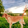 2Pcs Dog Back Legs Support Harness Soft Coral Velvet Adjustable