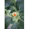 Semillas de Ashwagandha Gaea's Blessing – Relíquia sin OMG, frescas