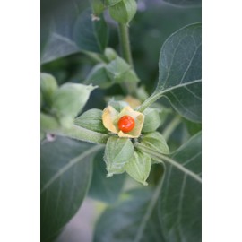 Semillas de Ashwagandha Gaea's Blessing – Relíquia sin OMG, frescas y listas para plantar