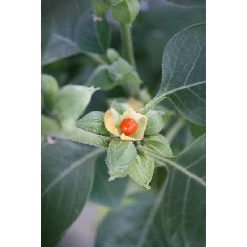 Semillas de Ashwagandha Gaea's Blessing – Relíquia sin OMG, frescas
