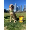 Snack 100% Natural para Perros, 15 Piezas, Crujientes, Deliciosas y