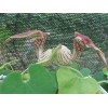 Buy Rare Seeds Aristolochia paulistana | 5_Seeds