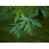 Tree Silver Maple Tree - 12-18" Tall - Live Plant