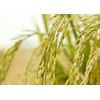 Food to Live Jasmine Brown Rice, 1 Pound — Whole-Grain