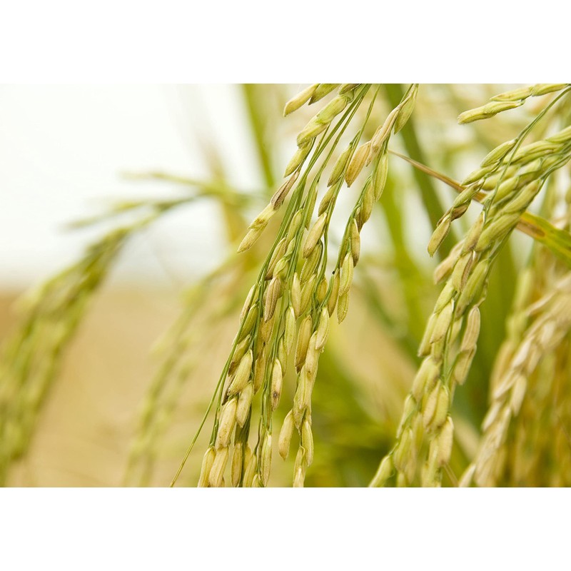 Food to Live Jasmine Brown Rice, 1 Pound — Whole-Grain
