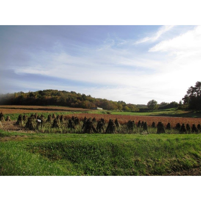 Squeezed Perilla Oil Produced in Karumai Town, Iwate Prefecture