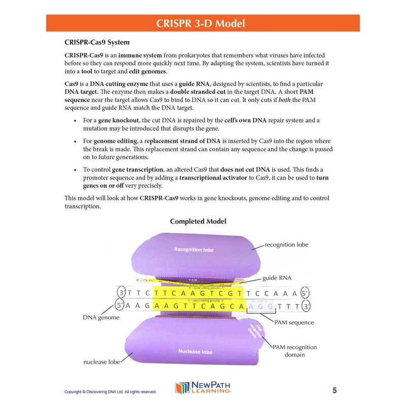 CRISPR 3-D Model - Individual Student Edition (17-7717)