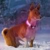 PcEoTllar LED Dog Collar Flashing Light Up Dog Collar 100%