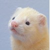 Ferret Greeting Card - Square