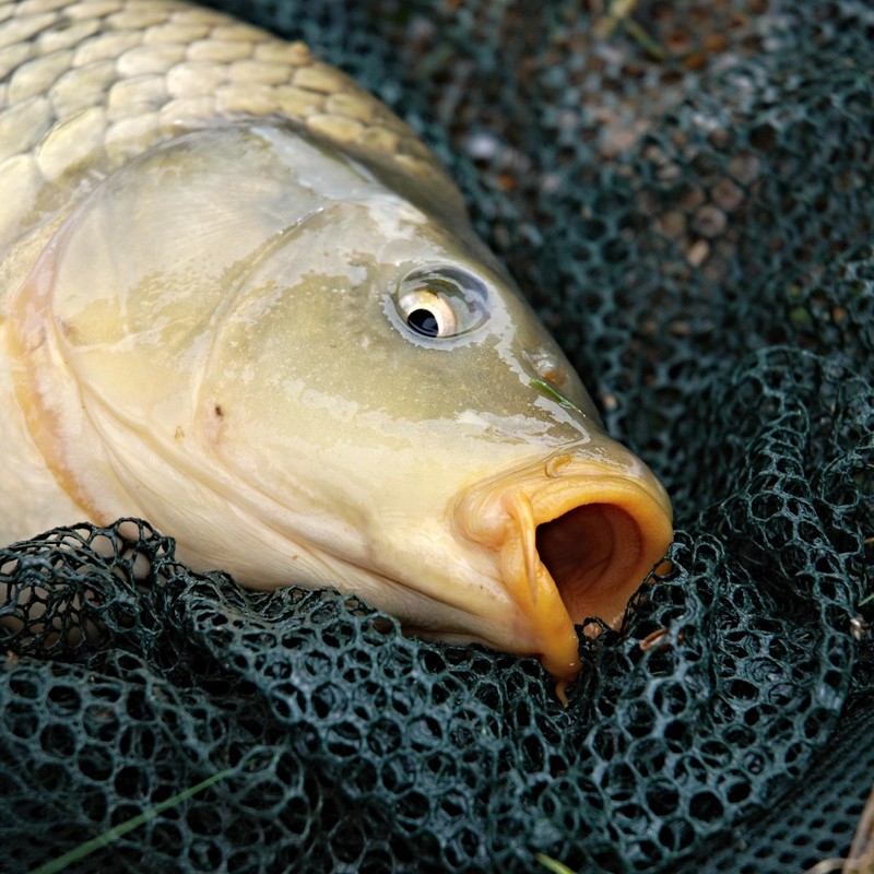 PRO FILSTAR Carp Fishing Long Hair Rig 2 Pieces -