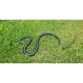 Black Racer Snake - 48" Rubber Snake Replica AAA