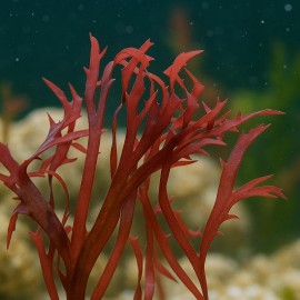 Red Crystal Macroalgae - 1-3” Frag