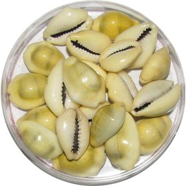 Generic Natural Yellow Stone Set of 11 - Premium Quality Yellow Kauri/Kaudi Shankh for Diwali Puja and Lakshmi Poojan by AMAZPRIME, 10 cm x 4 cm x 4 cm