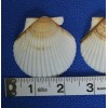 Shorely Yours WHITE FLORIDA SCALLOPS,beach decor,wedding decor,beachc art,gifts SS-71 -