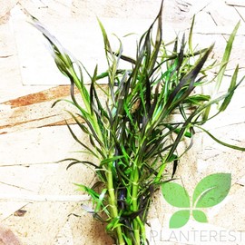 Planterest – Pogostemon Stellata Bunch Live Aquarium Plant Decorations BUY2GET1FREE